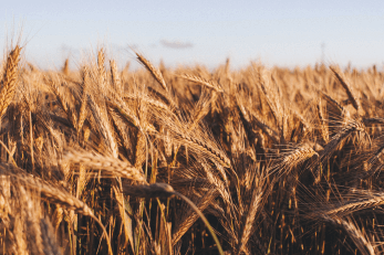 Blockierter Weizenexport aus der Ukraine: Millionen Tonnen Getreide stecken fest