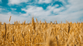 Einigung zwischen Ukraine und Russland zur Getreideausfuhr