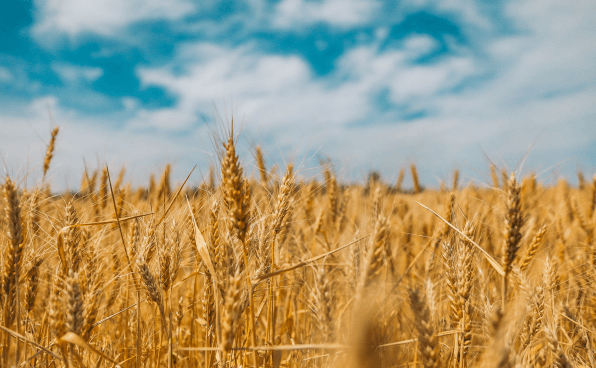 Einigung zwischen Ukraine und Russland zur Getreideausfuhr